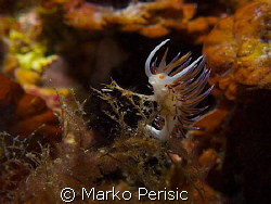 Migrating Aeolid (cratena peregrina) by Marko Perisic 